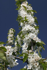 Obstbaumblüte im Frühling
