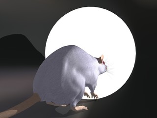 rat