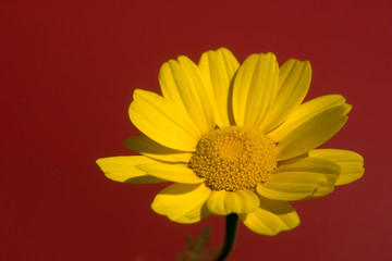 chamomile