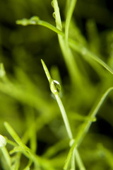 dew drops with green grass