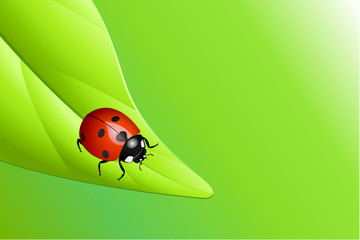 Ladybug on a leaf