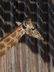 Girafe