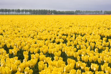 Printed roller blinds Tulip Yellow tulip field