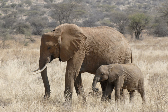 The African Bush Elephant (Loxodonta africana)