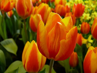 Tulpen