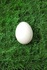 Weißes Ei auf Gras