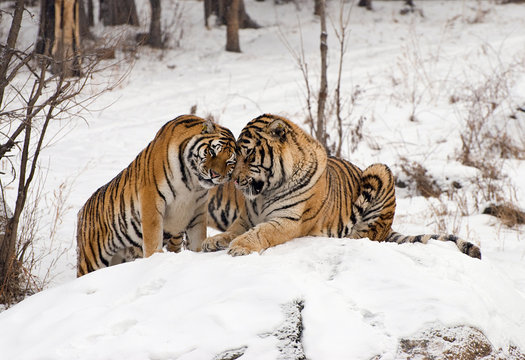 Fototapeta Siberian Tiger Couple