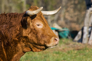 vache, limousine