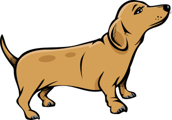 weiner dog