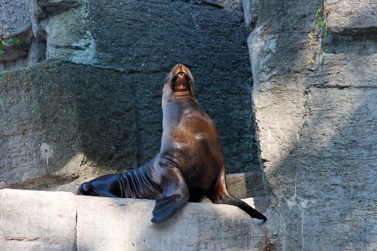 Sea lion sitting on artifial rock in zoo
