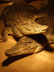 Crocodiles