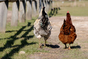 Two chickens walking