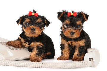 Two puppies sitting by the phone
