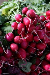 Organic Radish