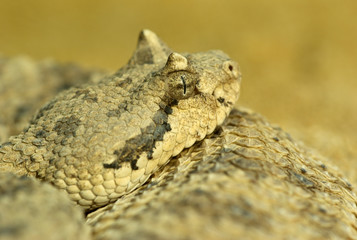 Seitenwinder Klapperschlange