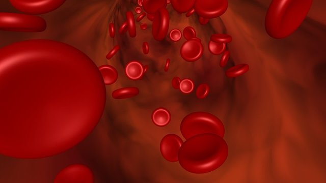 red blood cells flow in artery or vein