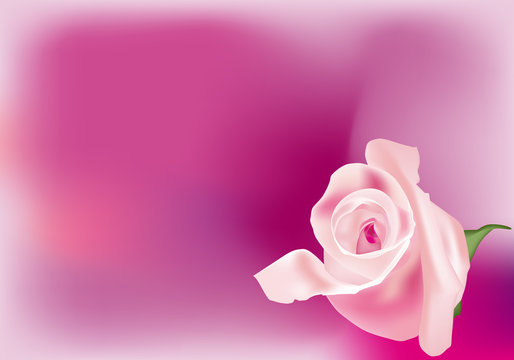 Sfondo con rosa