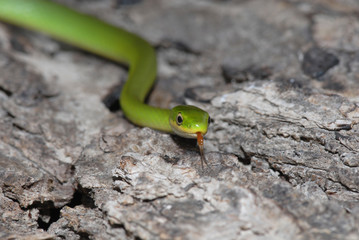 Green On The Move