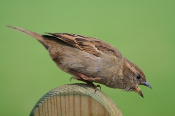 Spatz