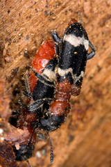 Mating Beetles