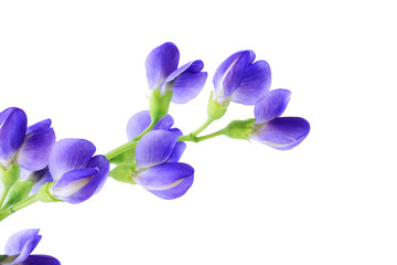 Fototapeta na wymiar australis Niebieski Indigo Baptisia kwiaty