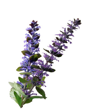 Ajuga Flower