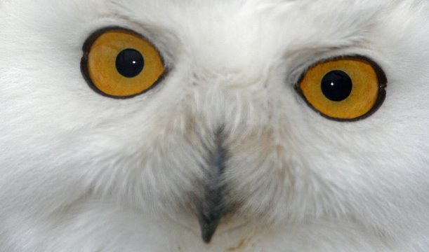 Schneeeule