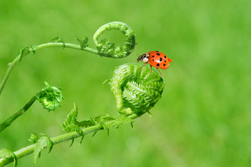 Fern and Ladybug