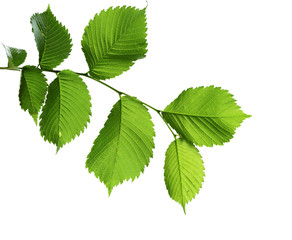 Green Elm Leaves