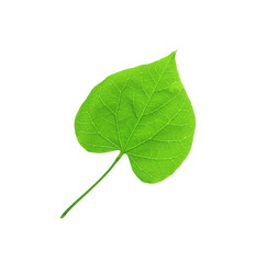 Obraz premium Leaf Bud