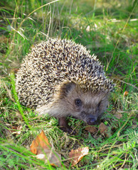 hedgehog on the green background