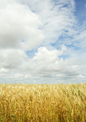 wheat field over the sky background