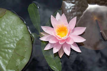 Water lily close up