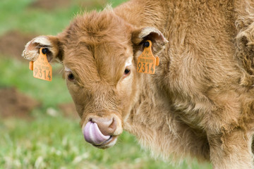 Veau - race limousine