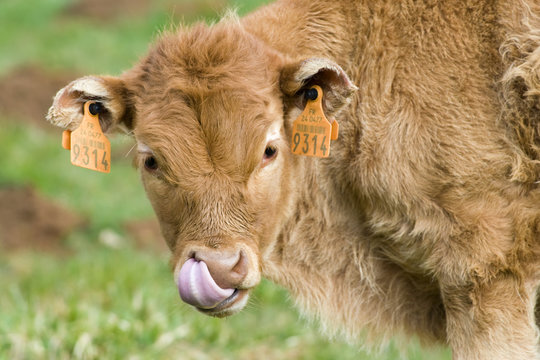 Veau - race limousine