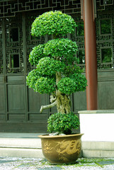 Indoor bonsai tree in a pot