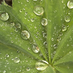 Frauenmantelblatt mit Regentropfen