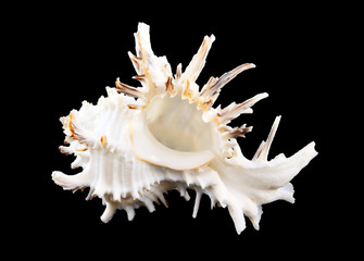Big white seashell isolated on black background