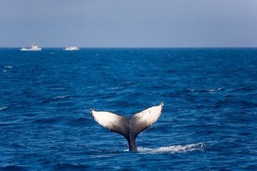 ザトウクジラのテール © jukucho