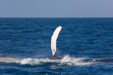 Fototapeta premium ザトウクジラの胸びれ