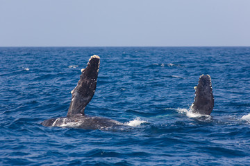 Naklejka premium ザトウクジラの胸びれ