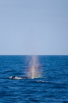 ザトウクジラの虹のブロー