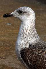 Side profile of a juvenile Yellow-Legged Gull