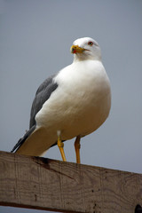 Yellow-legged seagull