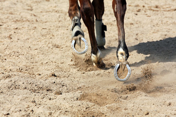 cheval © Claude Calcagno