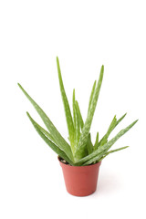 Echte Aloe
