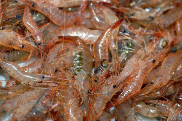 Les crevettes grises