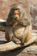 Obraz premium Rhesus monkey eating orange