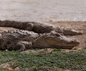 The Sacred Crocodiles Of Bazoulé, Burkina Faso