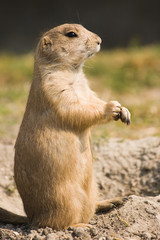 Prairie dog standing